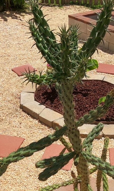 a cactusuanauanauanauanauanauanauanauanauanauanauanauanauana at Ranch with Cactuses in Millsboro
