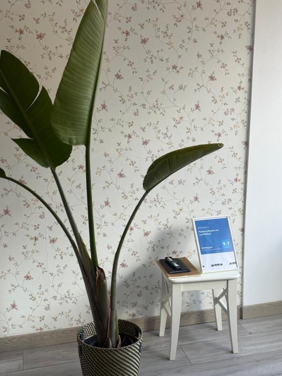 a plant in a pot next to a table with a laptop at Paraíso playero en Las Palmas in Las Palmas de Gran Canaria