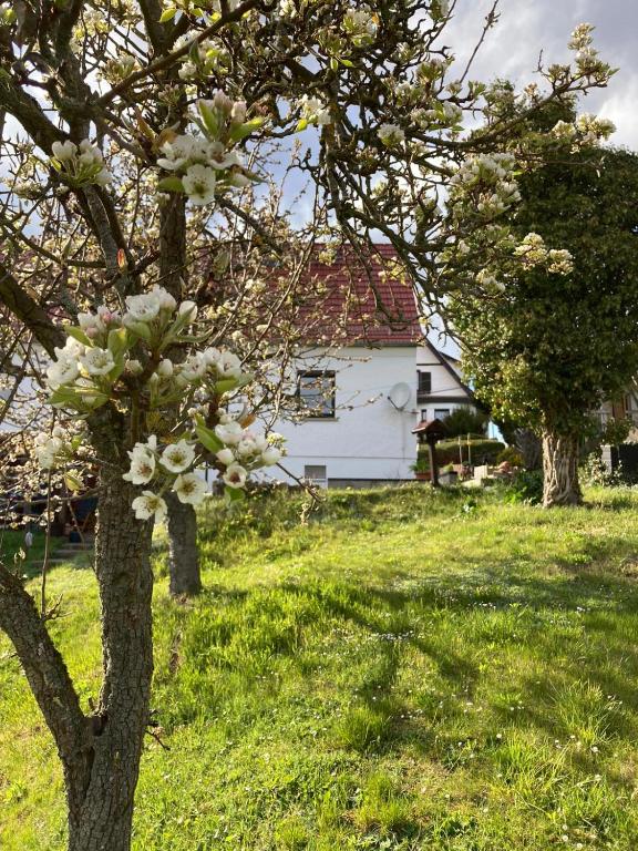 a tree with white flowers in front of a house at Ferienhaus Thalblick in Ruhla in Ruhla