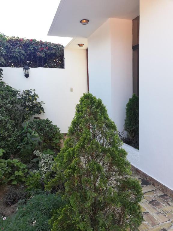 a tree in the courtyard of a house at Terra Fecundis in Arequipa