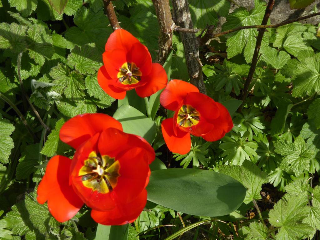 Chez Jean et Daisy - Resim 21