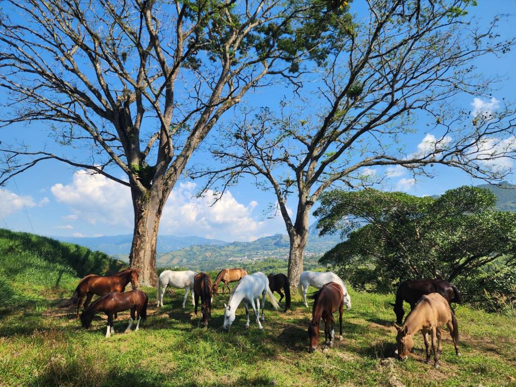Finca la India Cerro Tusa