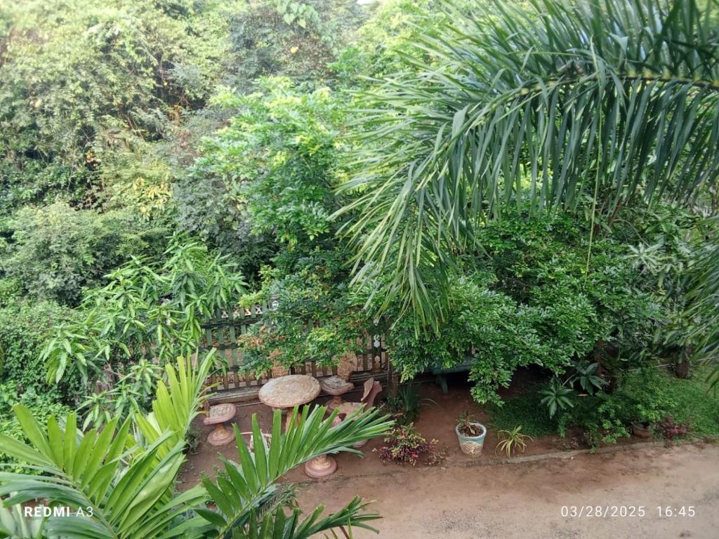 Zahrada ubytování Jungle View Guest