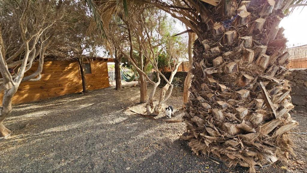 Fotografie z fotogalerie ubytování CabanaLanz, Cabañas en Lanzarote v destinaci San Bartolomé