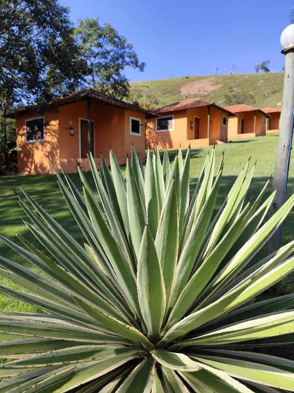 a yucca plant in front of a house at Pousada Campestre Cunha-SP in Cunha