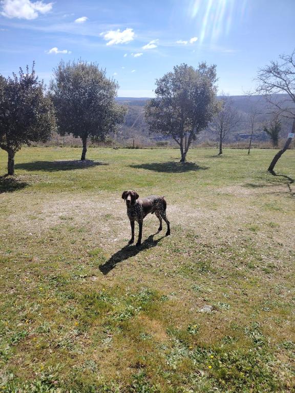 Domácí mazlíčci ubytovaní s hosty v ubytování Gîtes des Deux Vallées La Borieta du Causse - Rocamadour