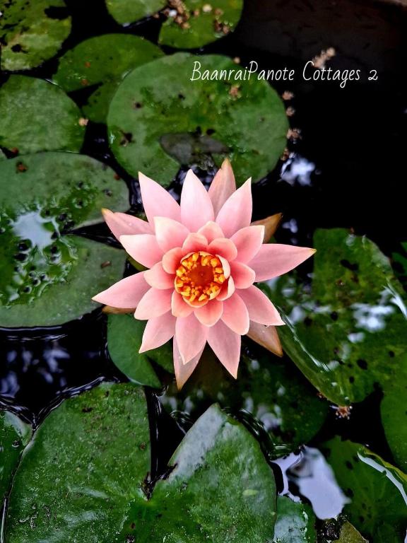 Zahrada ubytování บ้านไร่ปณต 2 BaanraipanoteCottages