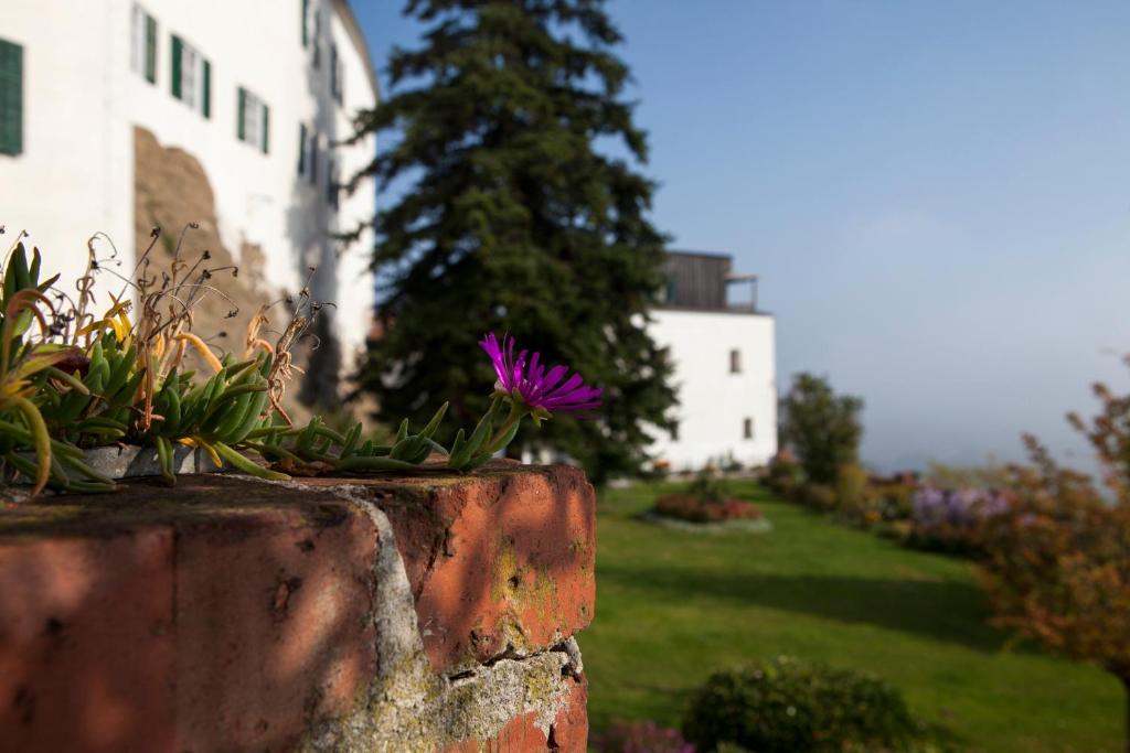 Zahrada ubytování Schloss Kapfenstein