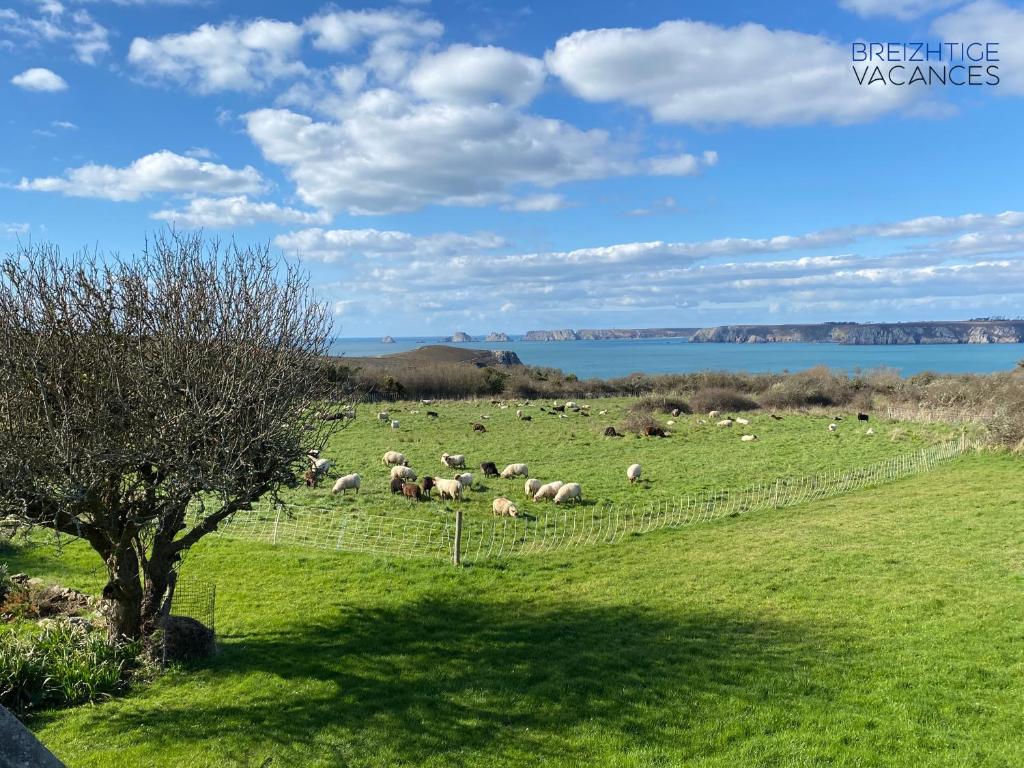 a herd of sheep grazing in a field near the water at Penty Kergonan avec belle vue mer - Crozon, Bretagne in Crozon