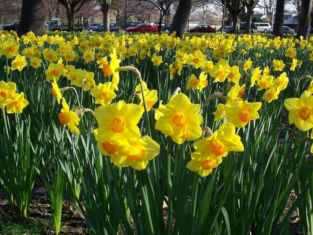 Cranford Oak Motel - Resim 31