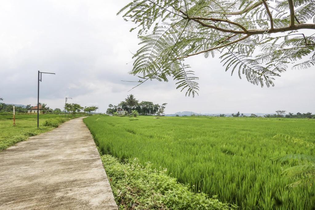 un sentiero attraverso un prato verde di OYO Homes 91151 Desa Wisata Kreatif Perdamaian Srumbung Gunung a Karangjati