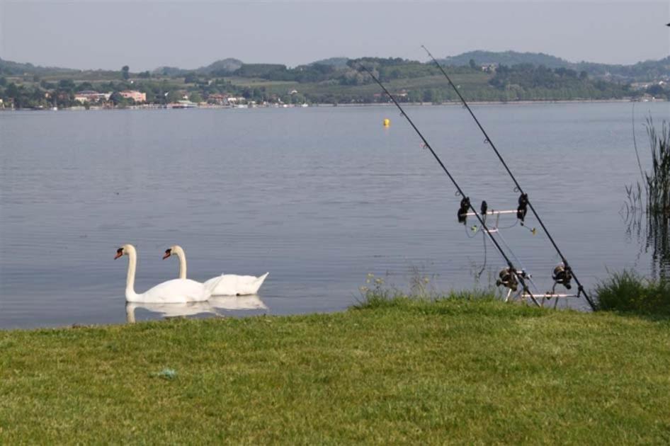 un grupo de cisnes y patos en un lago en Campeggio Haway, en Viverone