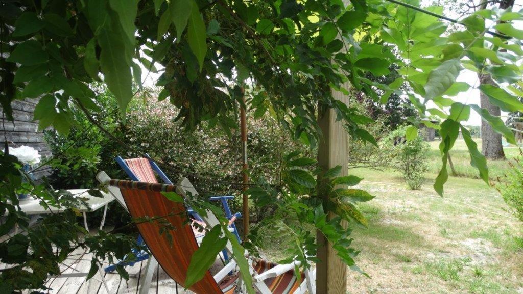 une chaise assise dans un jardin sous un arbre dans l'établissement L atelier de PELLICA, à Lit-et-Mixe