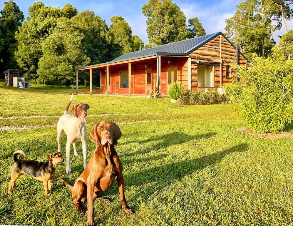 three dogs sitting in the grass in front of a cabin at Cottage on a small farm in Harkerville