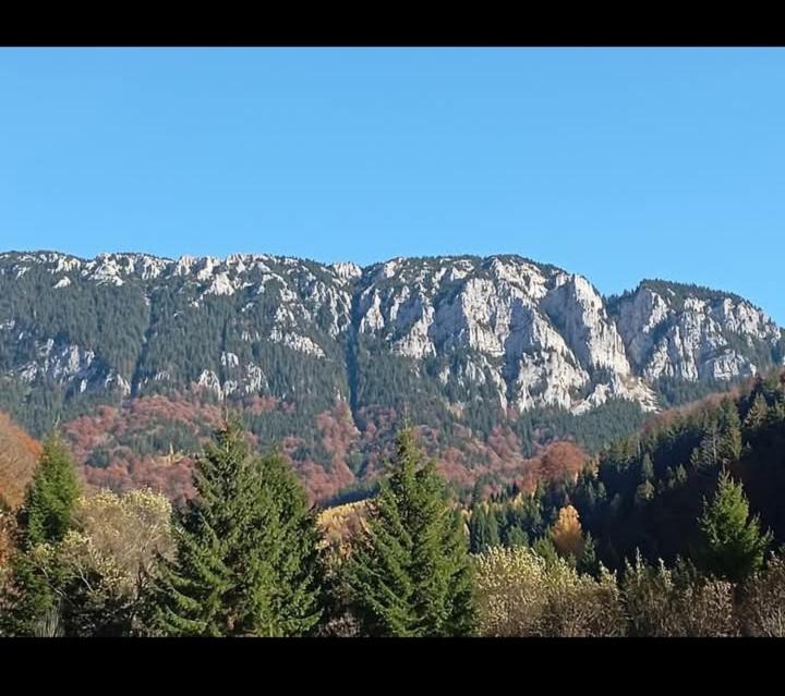 Blick auf einen Berg mit Bäumen im Vordergrund in der Unterkunft Casa Rania si Ayan Sătic Rucăr in Ciocanu