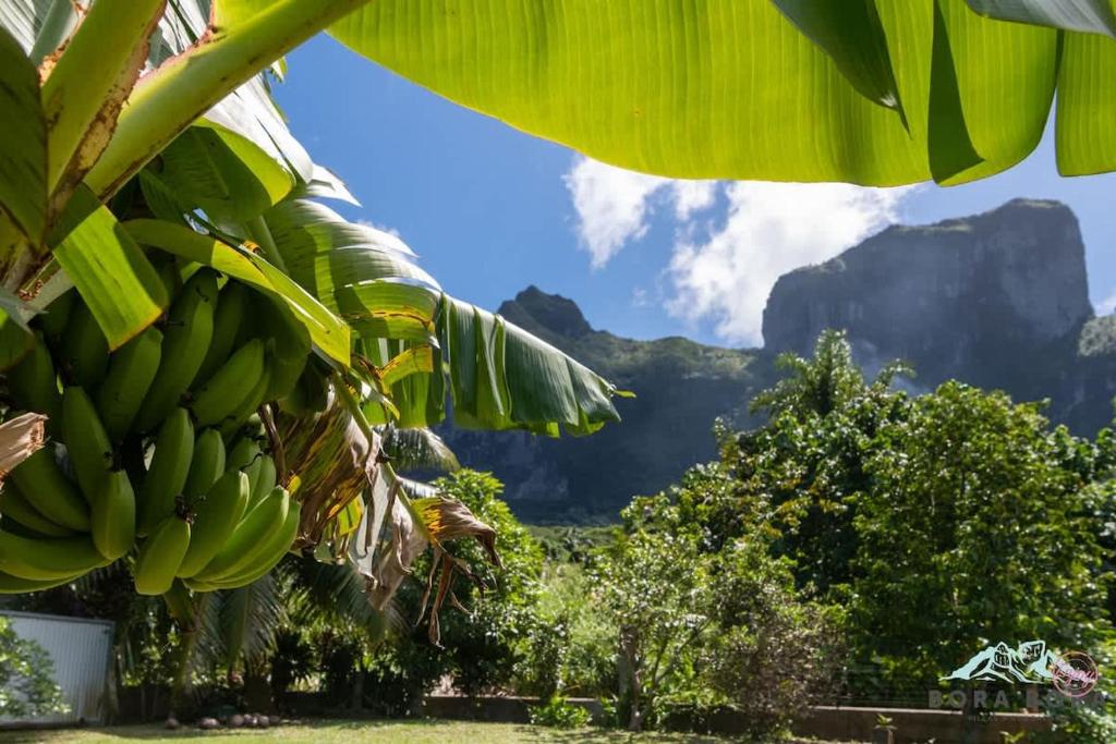 Iihi House - photo 7 - Bora Bora, Polynésie