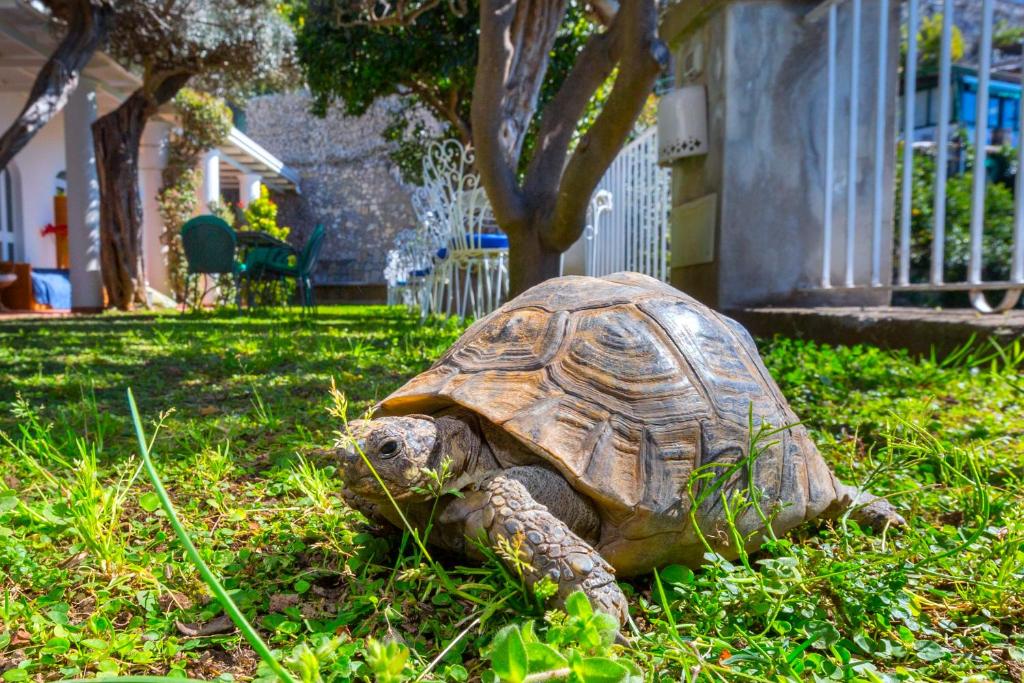 Zahrada ubytování La Maliosa Positano