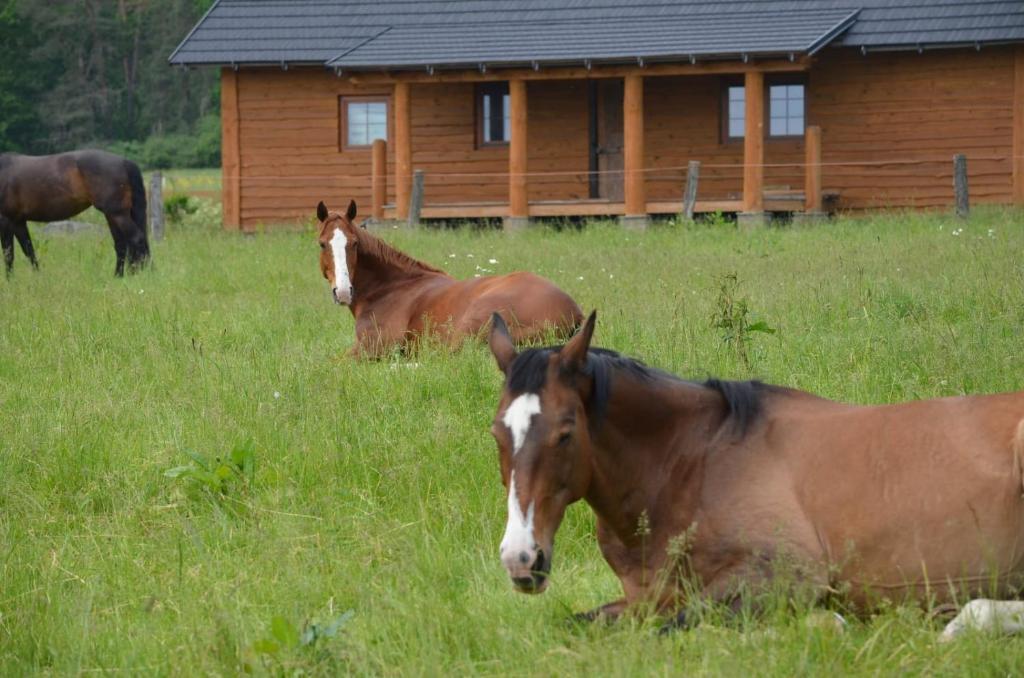 Zvieratá na farme alebo blízkom okolí
