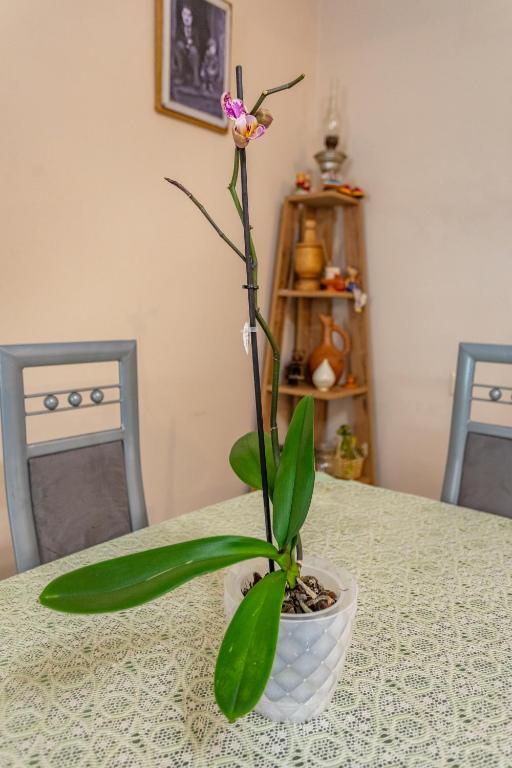 Fotografie z fotogalerie ubytování Guest House BALU v destinaci Kutaisi