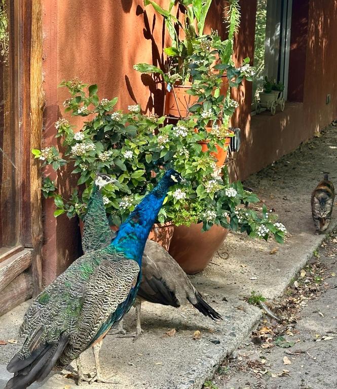 Hermosa chacra Gaiman con costa al Rio