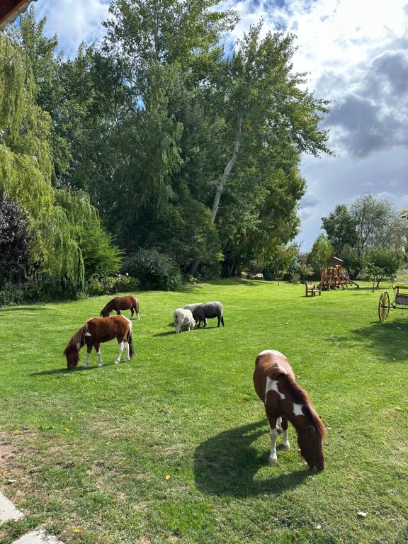 Hermosa chacra Gaiman con costa al Rio