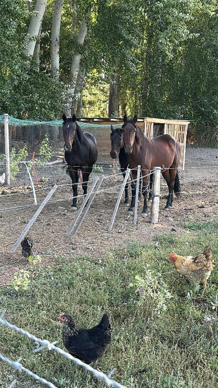 Hermosa chacra Gaiman con costa al Rio