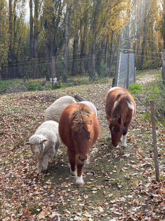 Hermosa chacra Gaiman con costa al Rio