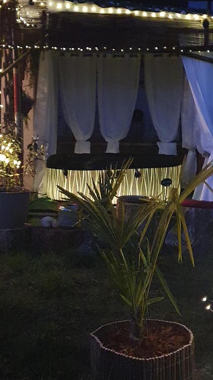 une plante dans un pot dans une cour la nuit dans l'établissement Les gardiens de la vallée, à Figeac