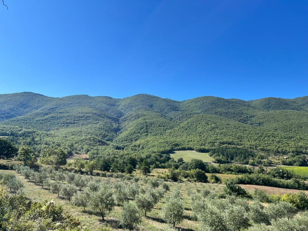 a field of olive trees with mountains in the background at Le Grand Hermas in Saint-Martin-de-Castillon