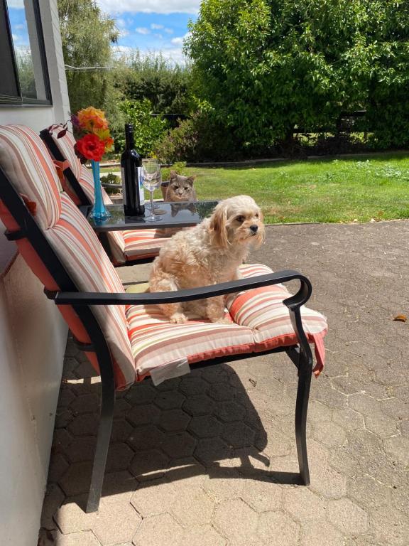 Horseinaround - Resim 10