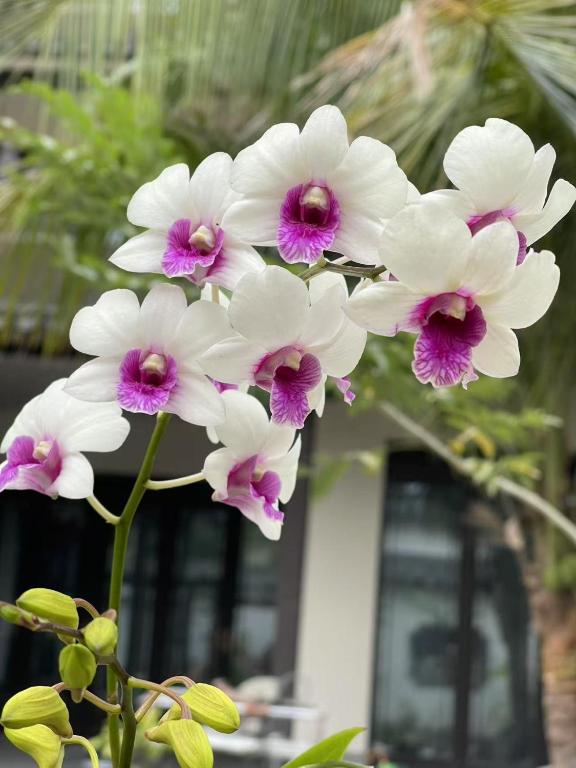 Lanyuan Xiaozhu-New Chinese Courtyard B&B外面的花园