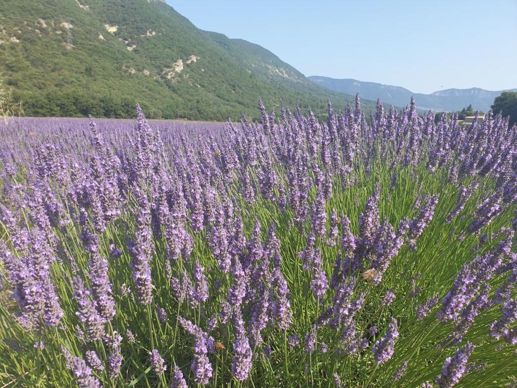 a field of purple flowers in front of a mountain at Gîte de la Tour Carrée in Taulignan