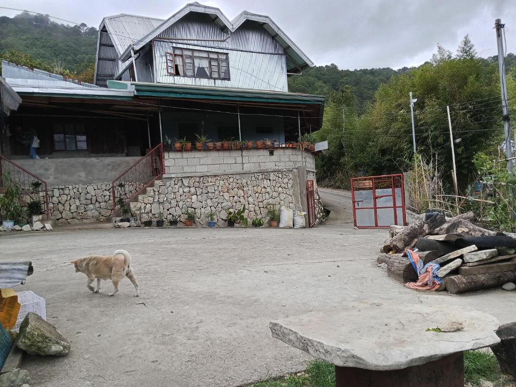 a dog walking in front of a building at Døng-elays Homestay in Maligcong