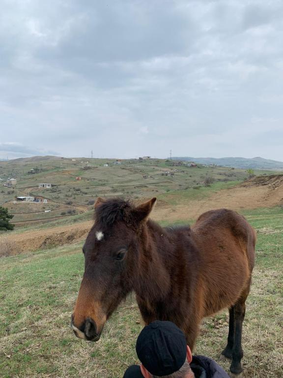 Άλλα ζώα σε αυτό το κάμπινγκ ή στη γύρω περιοχή