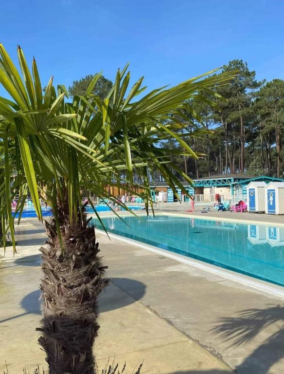 un palmier à côté d'une piscine dans l'établissement Les Dunes de Contis 4 étoiles emplacement 459 3CH 1SDB 8 pers, à Saint-Julien-en-Born