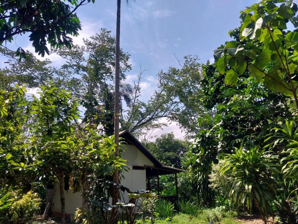 a house in the middle of the trees at JARDIN DE LAS MUSAS in Puerto Maldonado