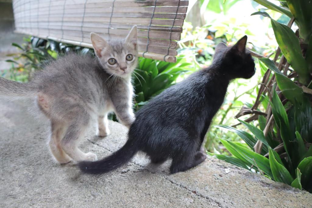 Dos gatos de pie uno al lado del otro en un banco en Chrisma Bed and Breakfast, en Tomohon