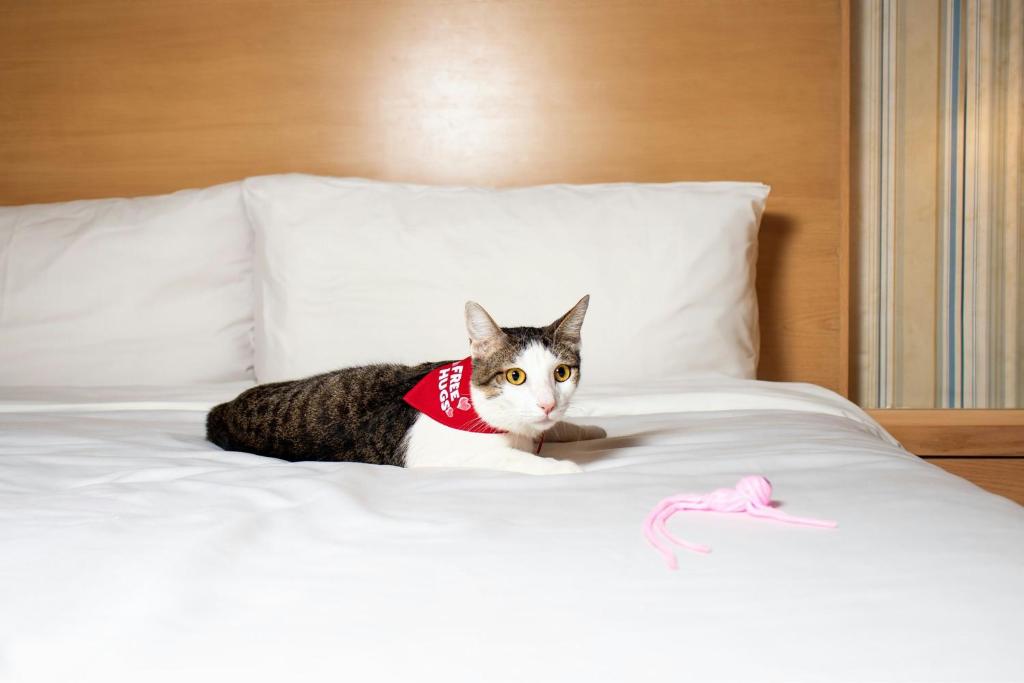 Pet ou pets ficando com hóspedes em Four Points by Sheraton Cancun Centro