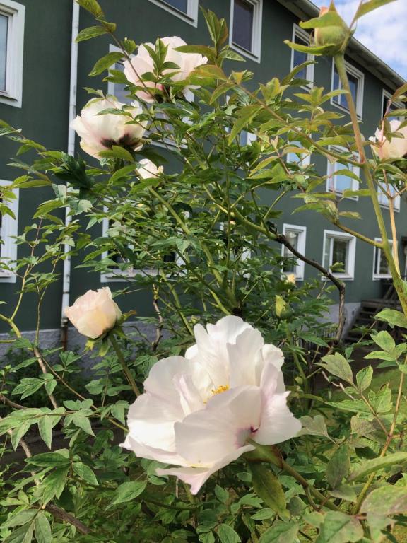 Aed väljaspool majutusasutust Esplanadens vandrarhem i Oxelösund