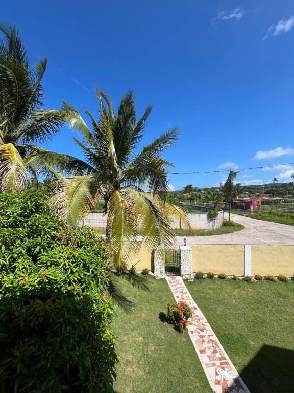 Elle offre une vue sur une cour avec un palmier. dans l'établissement Ocho Rios Holiday Home, à Tower Isle