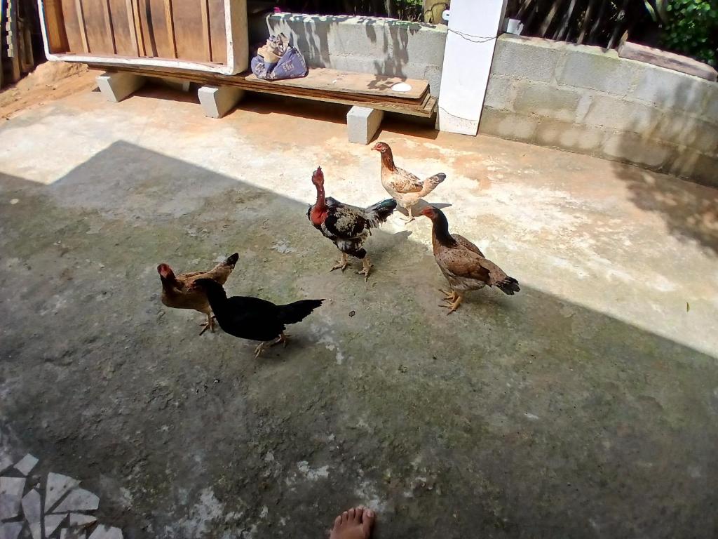 a group of chickens standing on the ground at Recanto alegria in São Roque