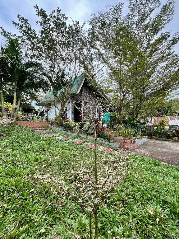 Bulo Cottage & Garden في Allacapan: شجرة صغيرة في العشب أمام المنزل
