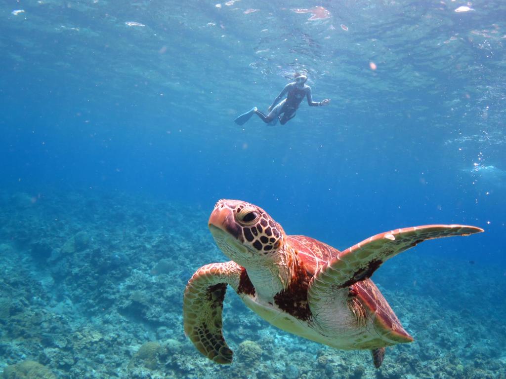 guia de viaje okinawa