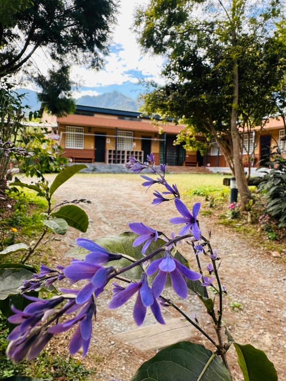 望鄉部落Go比爾民宿評價、特色體驗、房價資訊、訂房連結 – 寵物友善山林秘境 - 照片 3