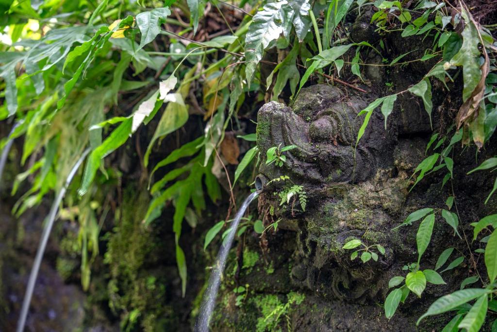 Zahrada ubytování The Macaw Ubud Green Uma Villa