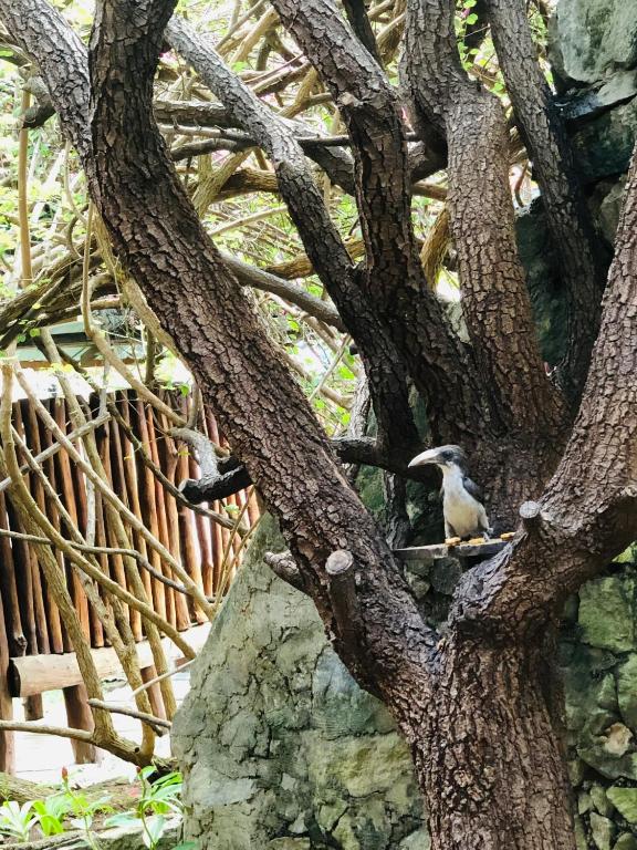 Fotografie z fotogalerie ubytování Hungry Lion Sigiriya v destinaci Sigiriya