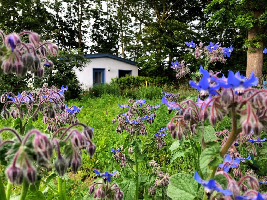 a field of purple and blue flowers in a yard at Meridiamus 2 - Ferienhäuschen in Boddennähe in Ribnitz-Damgarten