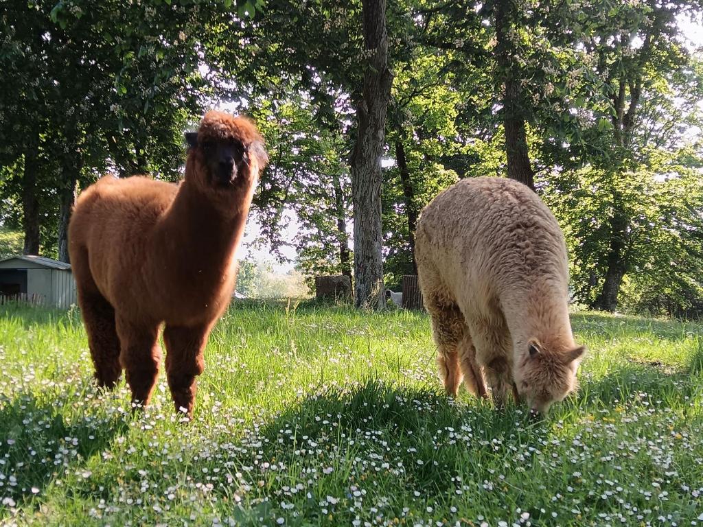deux moutons et un chat paissant dans un champ d'herbe dans l'établissement Mobil Home XXL 4 chambres - Camping La Hallerais, à Taden