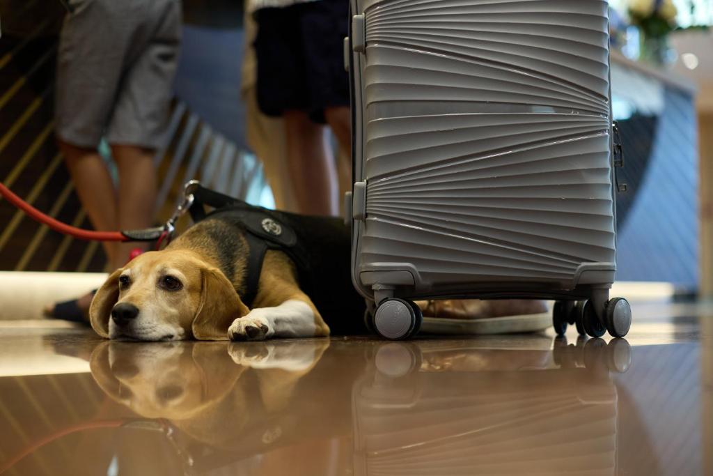 O animal ou animais de estimação com os hóspedes em Quark Hotel Milano
