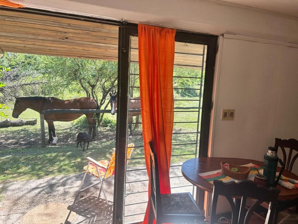 Dyr i feriehuset eller i nærheden